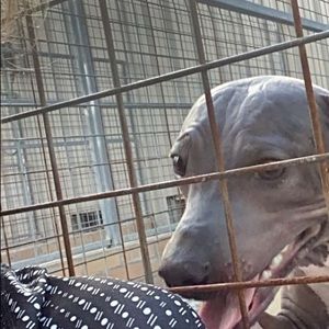 Meet your Posher, Lexie